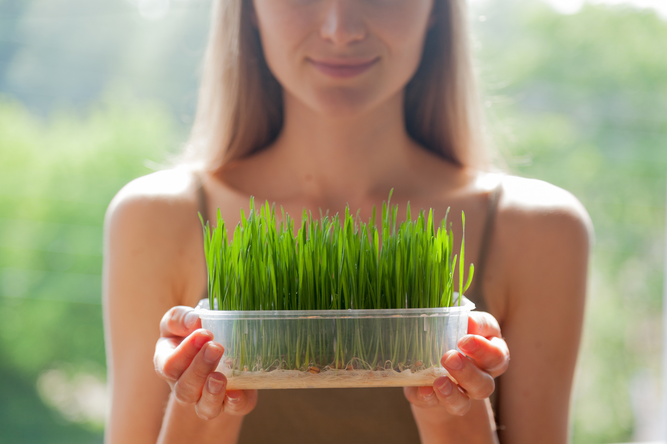 "Young woman grows raw wheatgrass seedlings in a plastic tray."